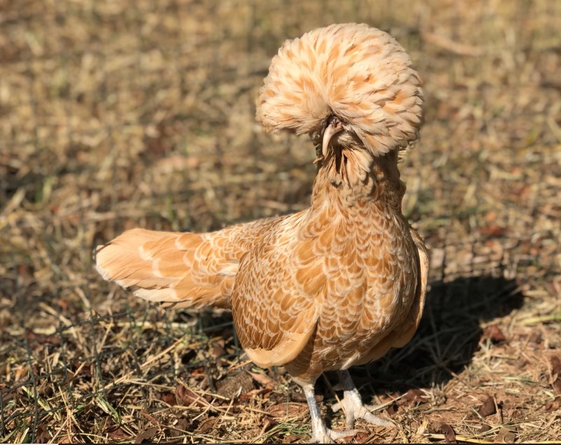 Galinha Polonesa dourada com grande topete – raça ornamental